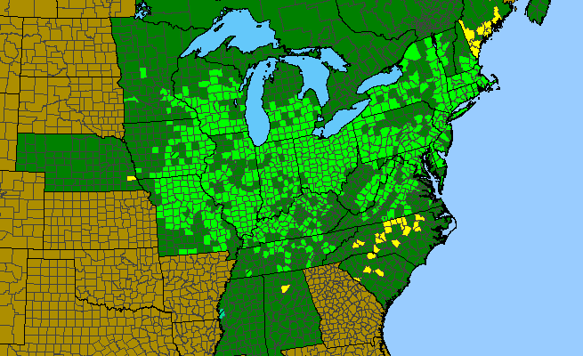 The range of Quercus bicolor